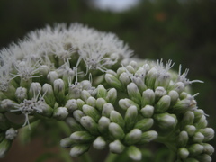Austroeupatorium inulifolium