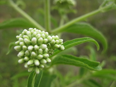 Austroeupatorium inulifolium