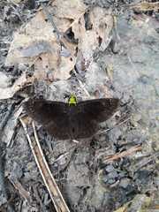 Gorgopas chlorocephala
