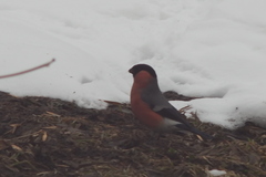 Pyrrhula pyrrhula
