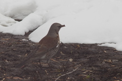 Turdus pilaris