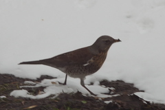 Turdus pilaris