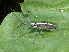 Neoptychodes candidus