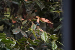 Chaetocercus heliodor