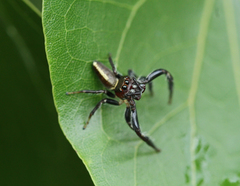 Opisthoncus mordax