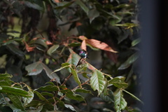 Chaetocercus heliodor