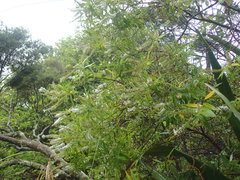 Veronica flavida