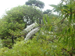 Veronica flavida