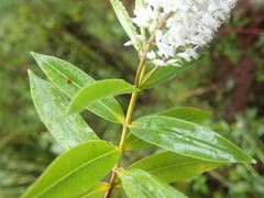Veronica flavida