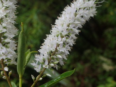 Veronica flavida