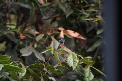 Chaetocercus heliodor