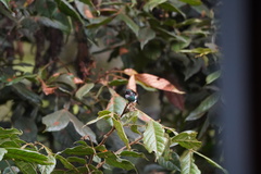 Chaetocercus heliodor