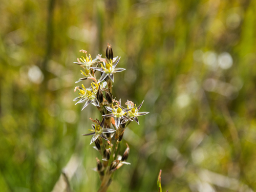Mosquito rush (Juncus squarrosus)