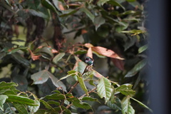 Chaetocercus heliodor