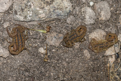 Centruroides limpidus