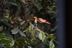 Chaetocercus heliodor