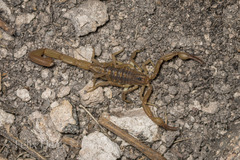 Centruroides limpidus