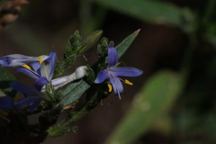 Carlowrightia parviflora