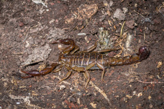 Mesomexovis variegatus