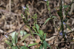Carlowrightia parviflora