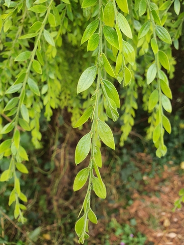 Image of Acacia howittii by (c) Yoav Daniel Bar-Ness, some rights reserved (CC BY)