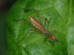 Micropeza stigmatica