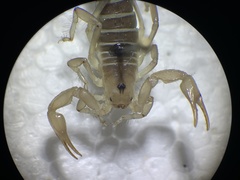 Paruroctonus