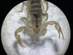 Paruroctonus