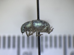 Miloderes amargosensis