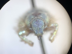 Miloderes amargosensis