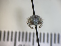 Miloderes amargosensis