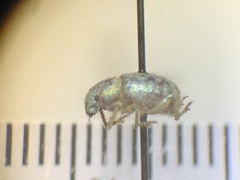 Miloderes amargosensis