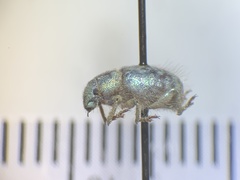 Miloderes amargosensis