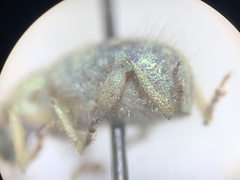 Miloderes amargosensis