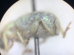 Miloderes amargosensis