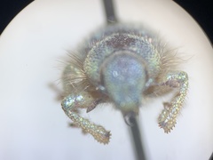 Miloderes amargosensis