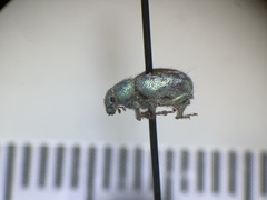 Miloderes amargosensis