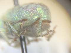 Miloderes amargosensis