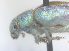 Miloderes amargosensis