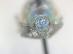 Miloderes amargosensis