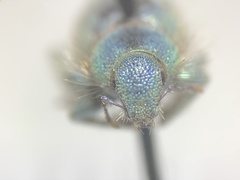 Miloderes amargosensis