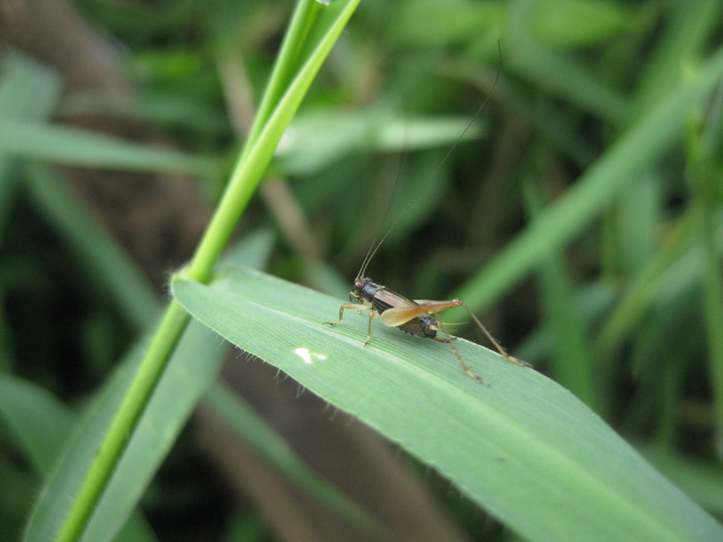 trigonidium-crickets-from-jl-sukalaksana-cicaheum-kec-kiaracondong