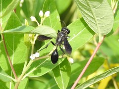 Isodontia philadelphica