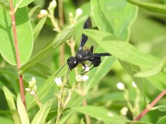 Isodontia philadelphica