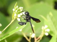 Isodontia philadelphica
