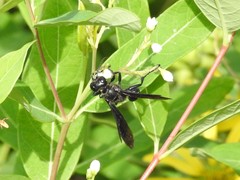 Isodontia philadelphica