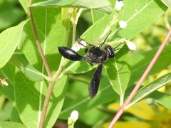 Isodontia philadelphica