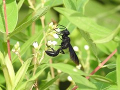 Isodontia philadelphica