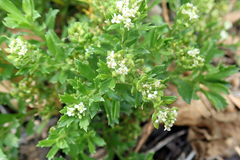 Lepidium oblitum