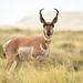 American Pronghorn - Photo (c) USFWS Mountain-Prairie, some rights reserved (CC BY)